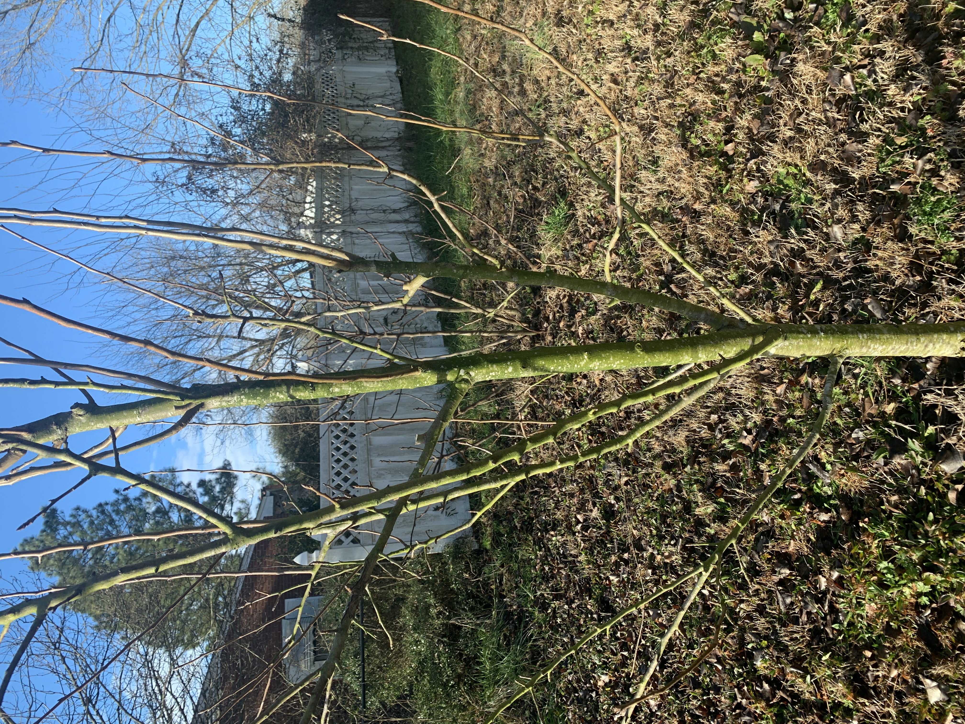 pruning